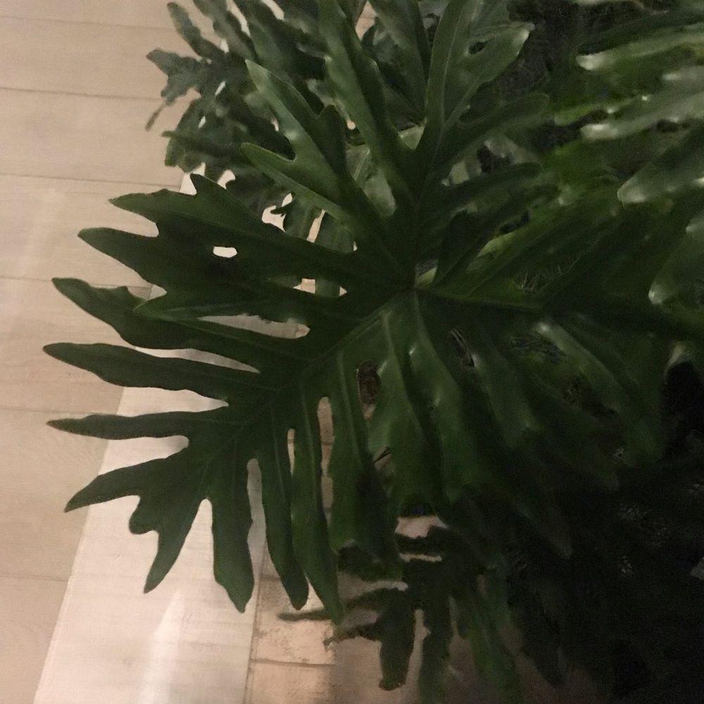 Meet your Posher, Alo